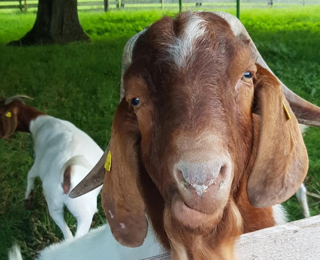 Bed and Breakfast Hof Zur Steinwaend Micheldorf in Oberösterreich Esterno foto