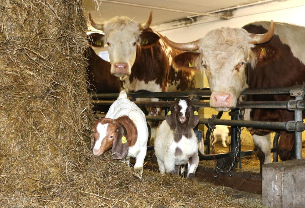 Bed and Breakfast Hof Zur Steinwaend Micheldorf in Oberösterreich Esterno foto
